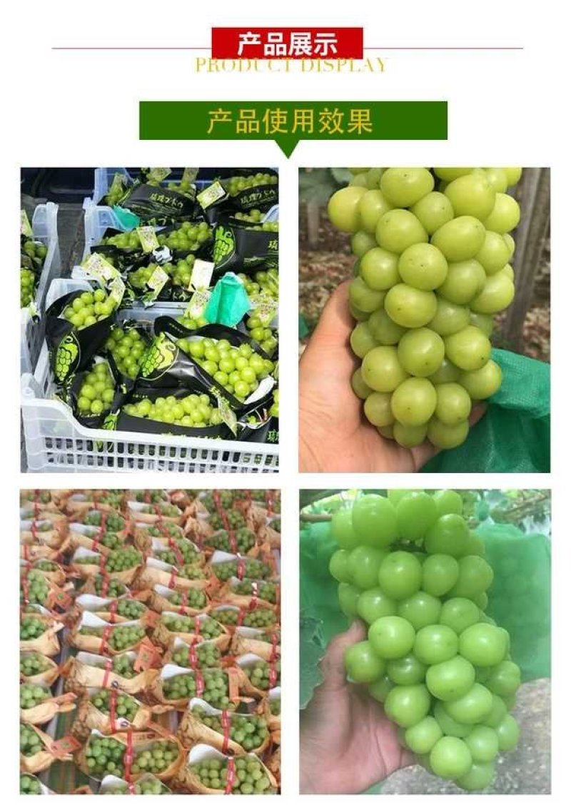 绿色阳光玫瑰专用套袋葡萄套袋特加厚葡萄套袋防鸟伞