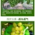 绿色阳光玫瑰专用套袋葡萄套袋特加厚葡萄套袋防鸟伞