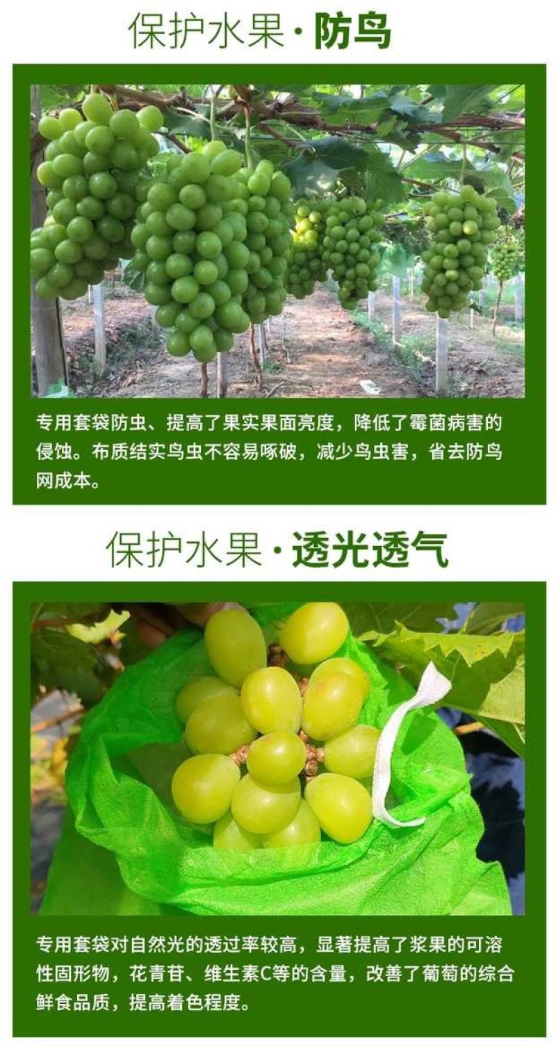 绿色阳光玫瑰专用套袋葡萄套袋特加厚葡萄套袋防鸟伞