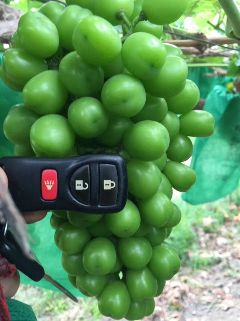 绿色阳光玫瑰专用套袋葡萄套袋特加厚葡萄套袋防鸟伞