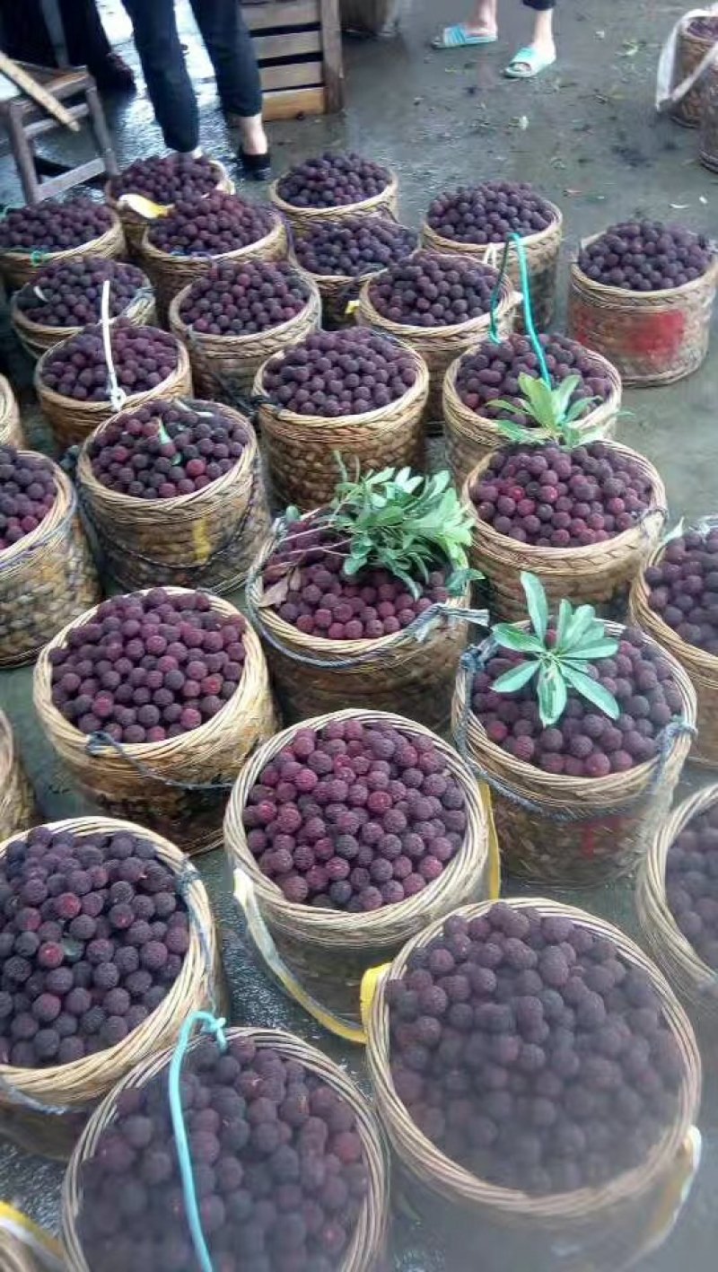 黑炭，东魁杨梅30-40cm