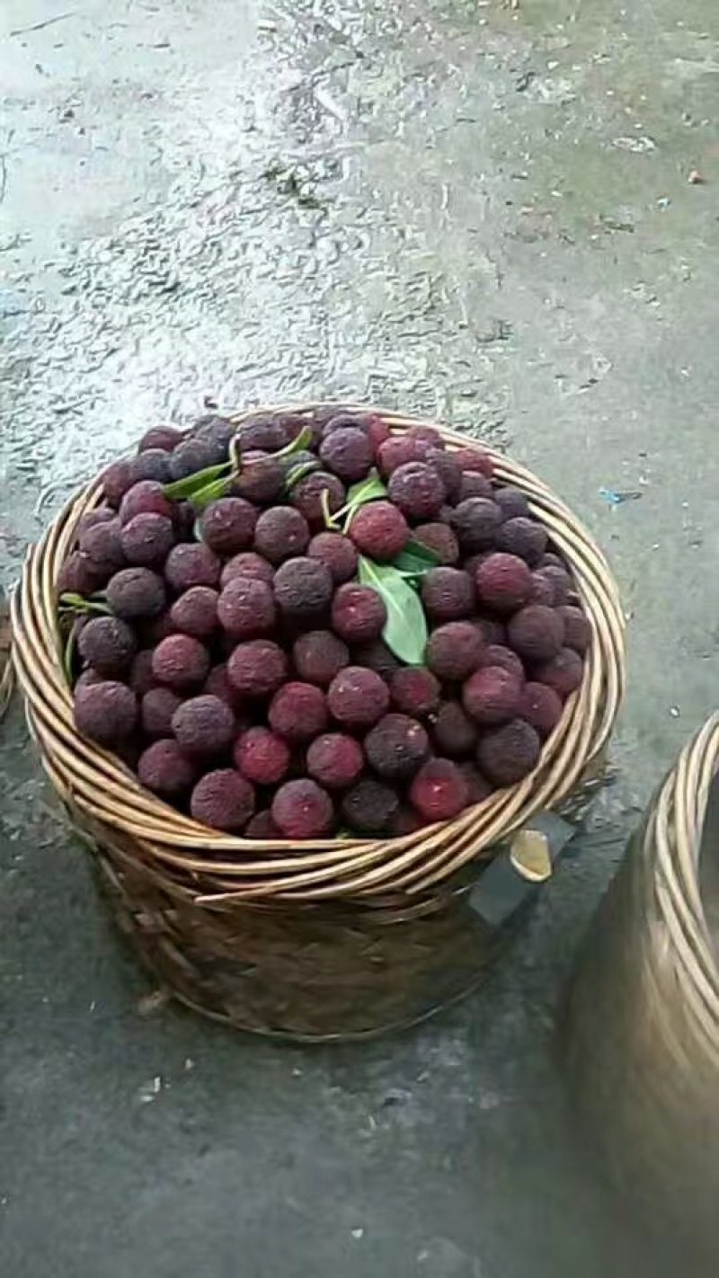 黑炭，东魁杨梅30-40cm