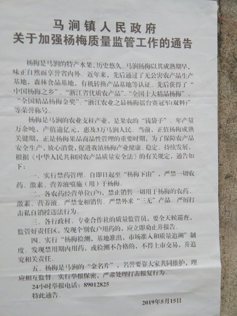黑炭，东魁杨梅30-40cm