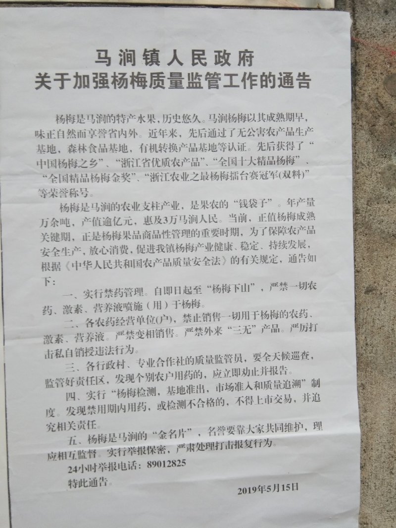 黑炭，东魁杨梅30-40cm