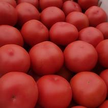 硬粉精品西红柿