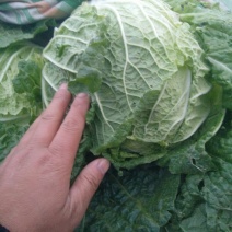 黄心白菜