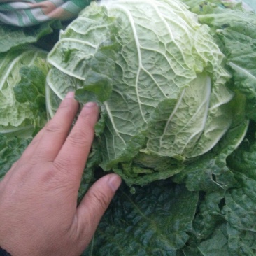 黄心白菜