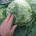 黄心白菜