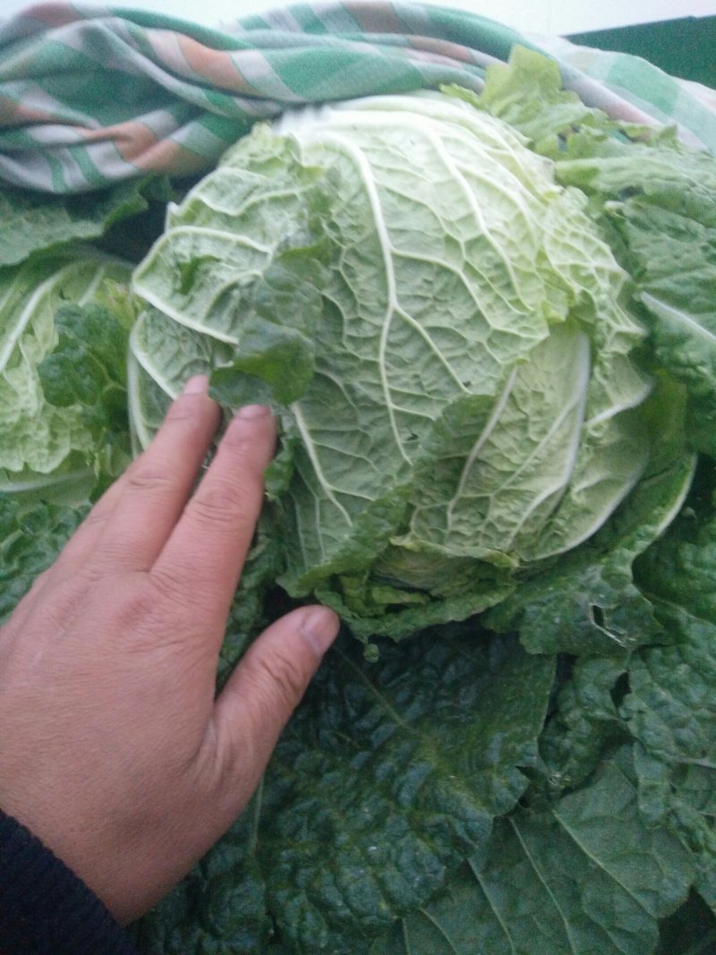 黄心白菜