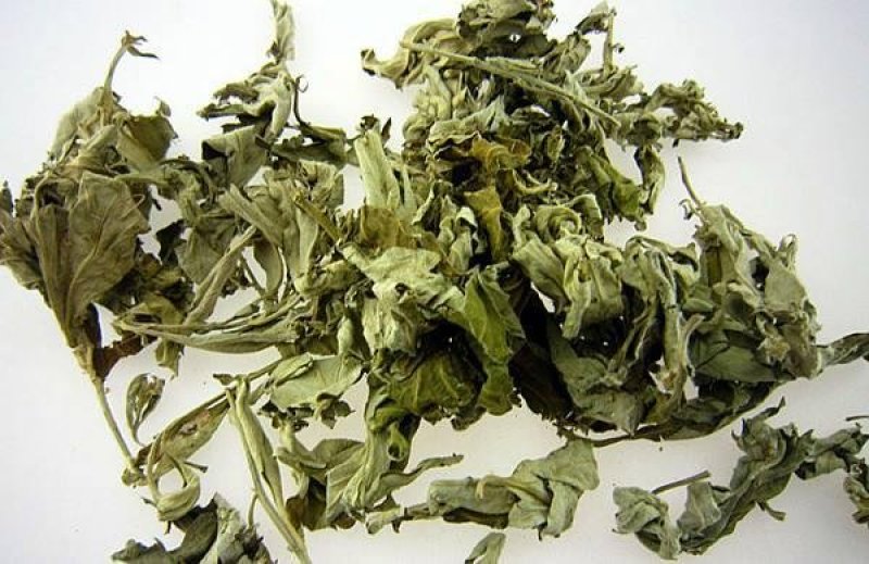 蕲艾艾叶即将收割百亩蕲艾基地直售