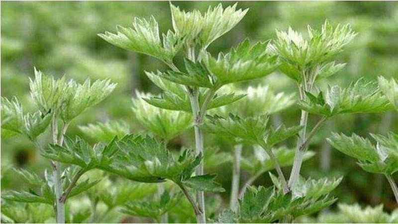蕲艾艾叶即将收割百亩蕲艾基地直售