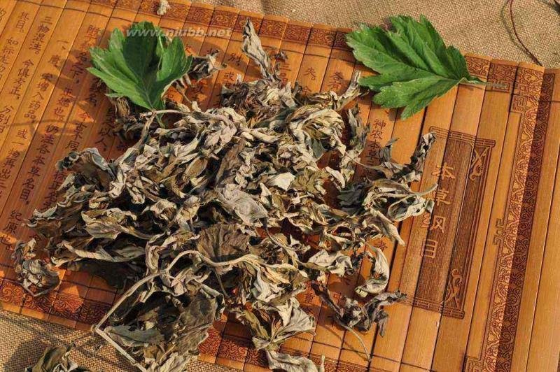 蕲艾艾叶即将收割百亩蕲艾基地直售
