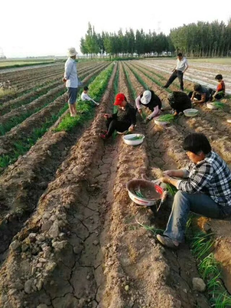 葱苗，长白葱苗