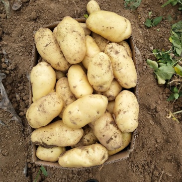 新土豆大量上市