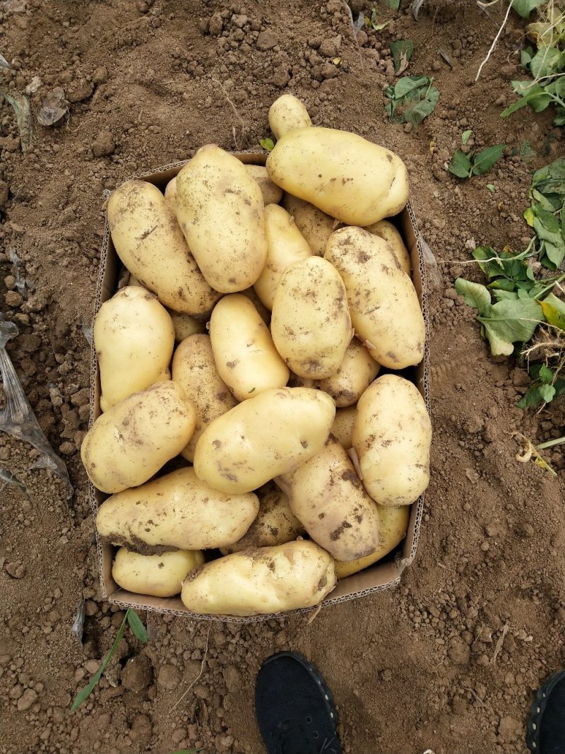 新土豆大量上市