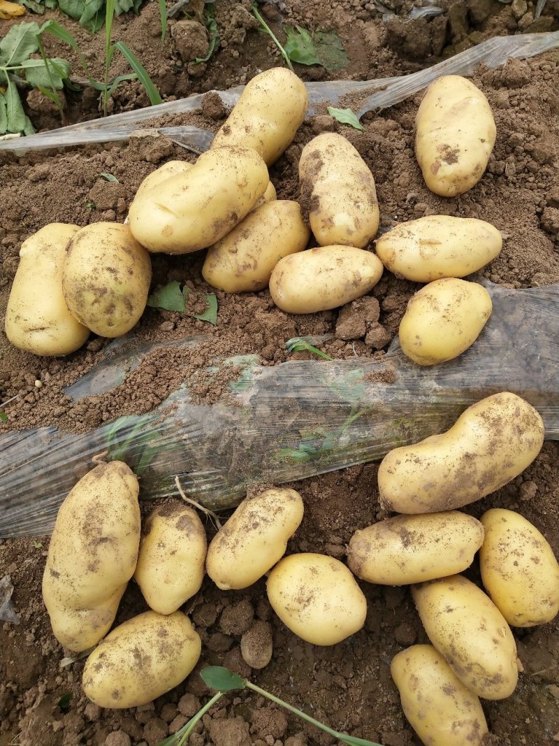 新土豆大量上市