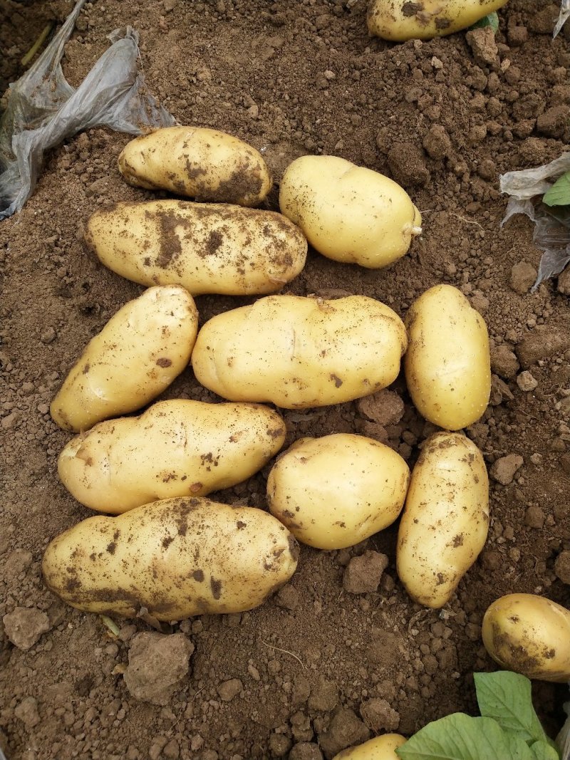 新土豆大量上市