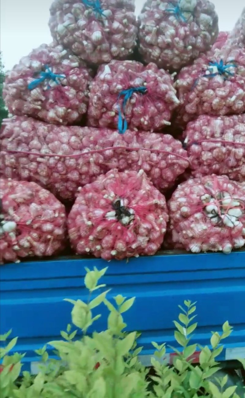 红皮川蒜鲜蒜大量上市
