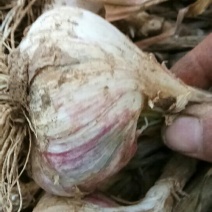 大蒜种