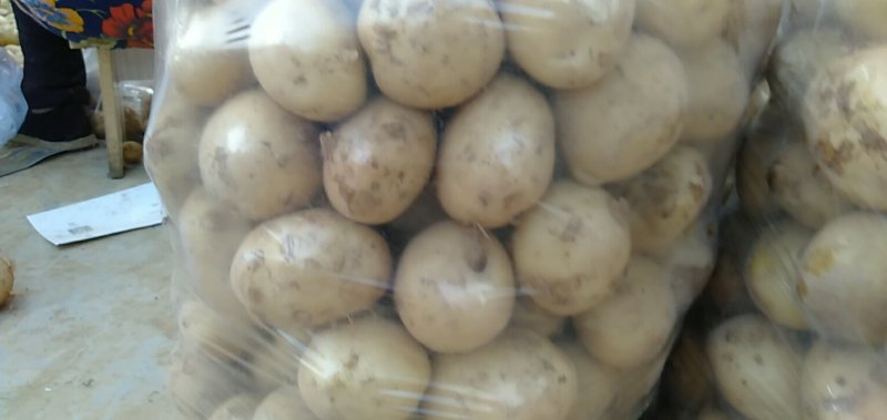 土豆货源充足产地直销精选鲜土豆二两以上