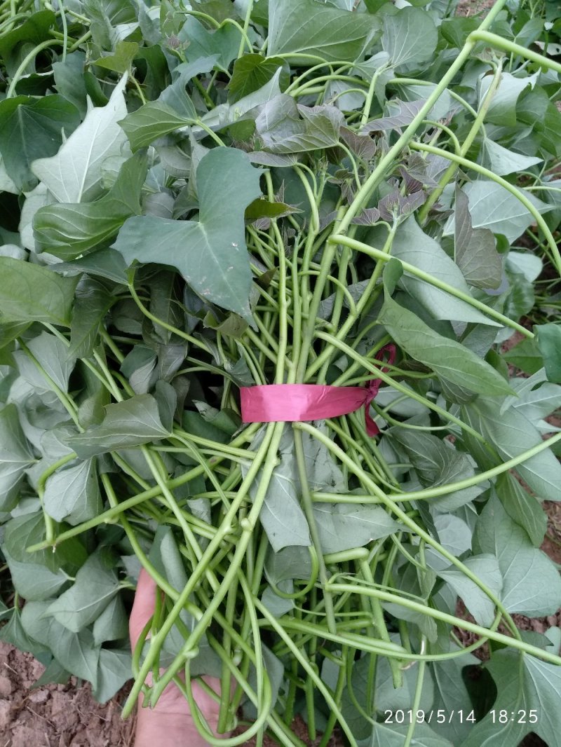 烟薯25蜜薯大田剪苗