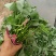 烟薯25蜜薯大田剪苗
