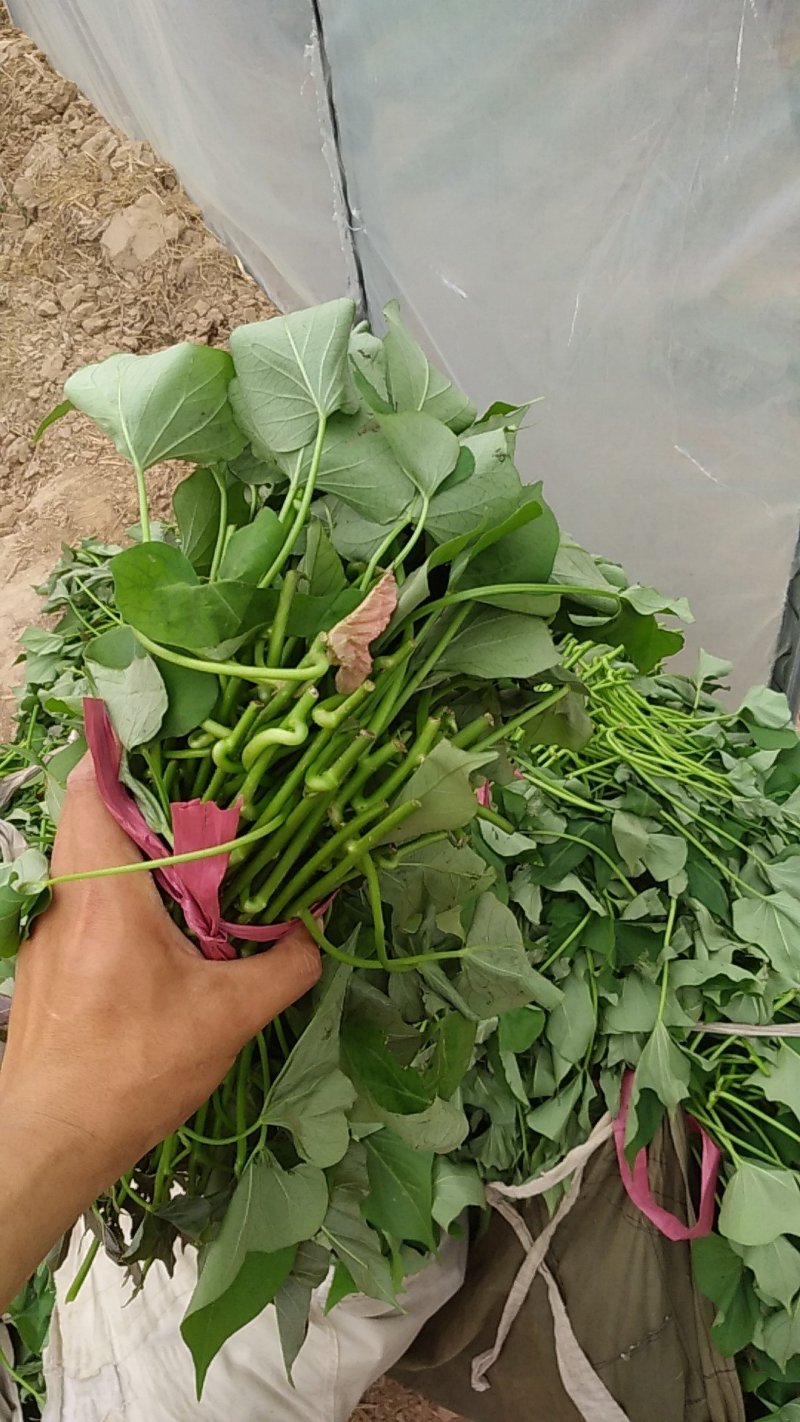 烟薯25蜜薯大田剪苗