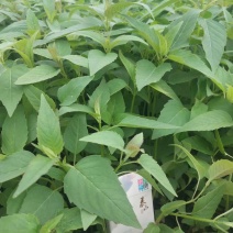 柳叶马鞭草
