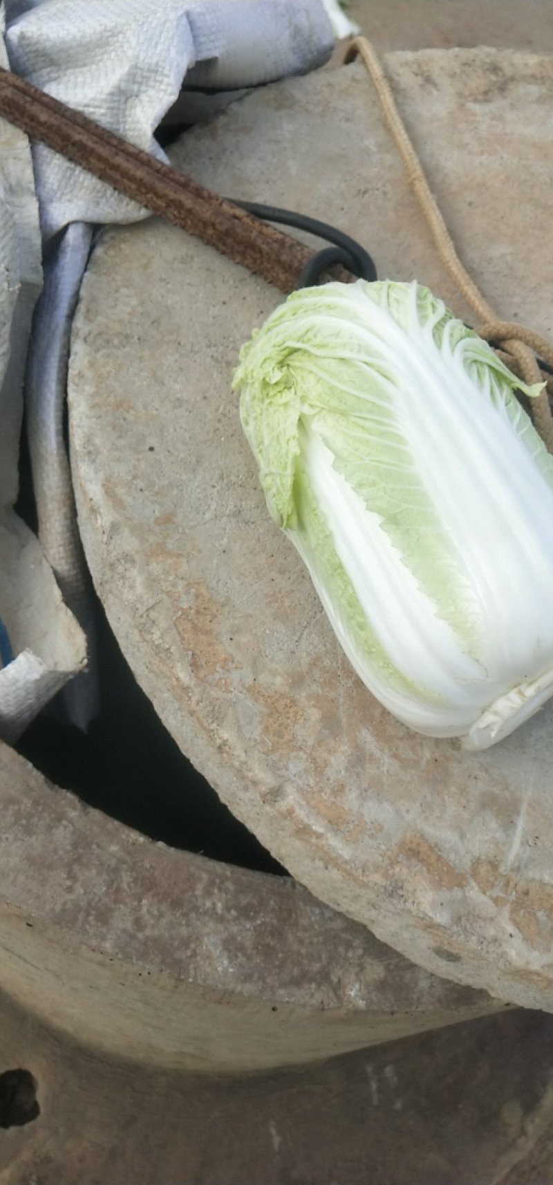 娃娃菜，云南陆良县娃娃菜，大娃娃菜，小娃娃菜都有现货，