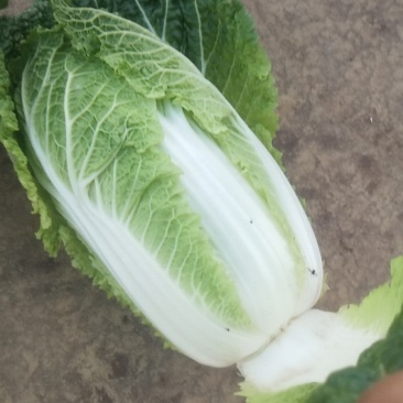 娃娃菜，云南陆良县娃娃菜，大娃娃菜，小娃娃菜都有现货，