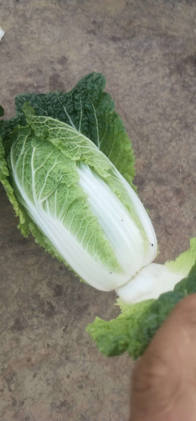 娃娃菜，云南陆良县娃娃菜，大娃娃菜，小娃娃菜都有现货，