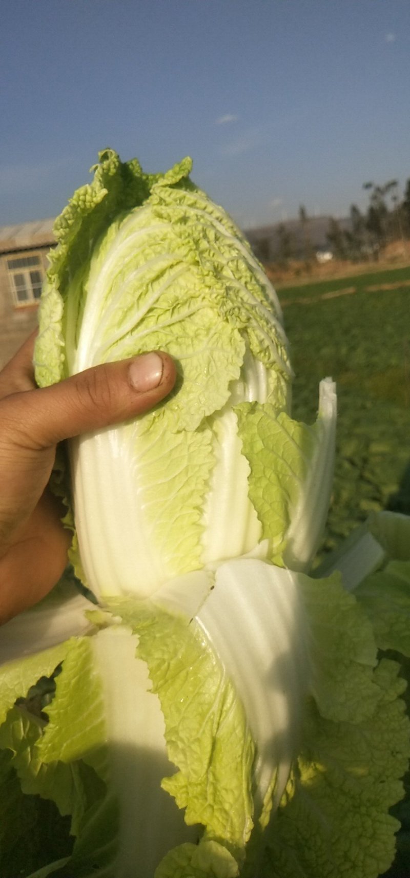 娃娃菜，云南陆良县娃娃菜，大娃娃菜，小娃娃菜都有现货，