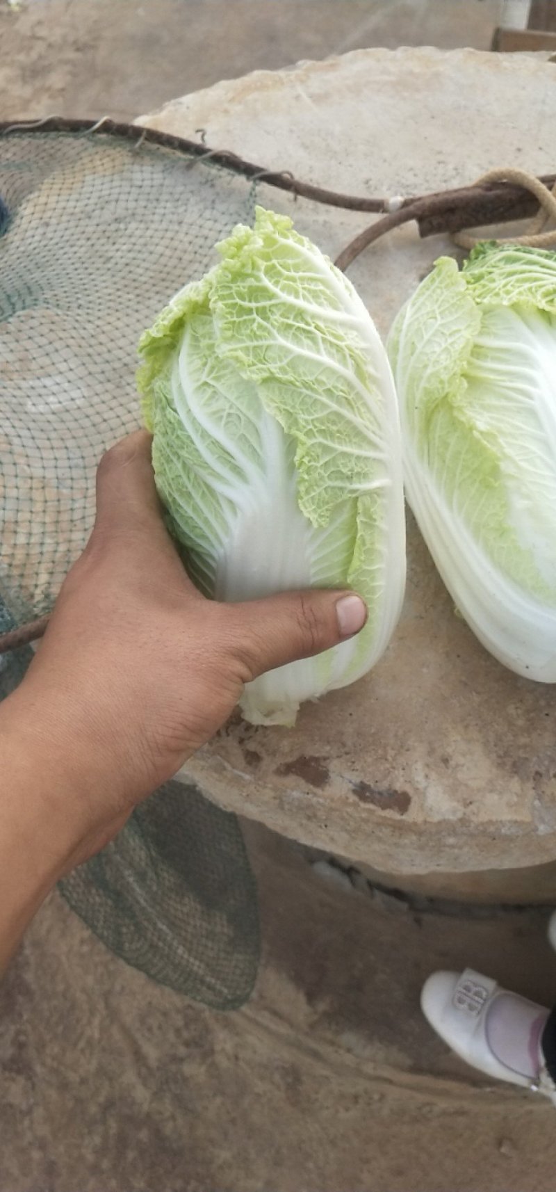 娃娃菜，云南陆良县娃娃菜，大娃娃菜，小娃娃菜都有现货，