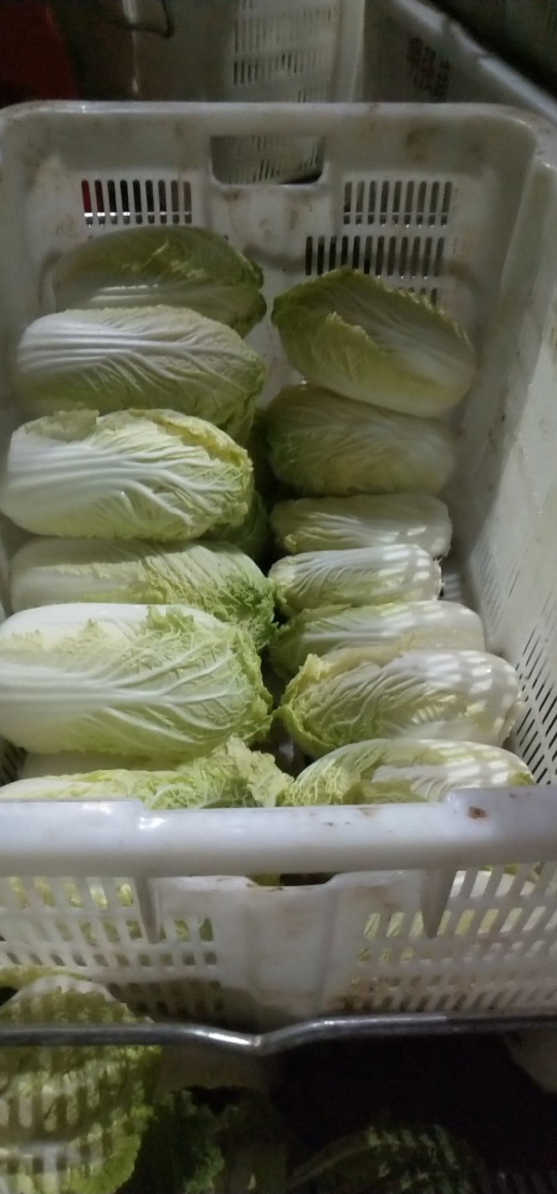 娃娃菜，云南陆良县娃娃菜，大娃娃菜，小娃娃菜都有现货，