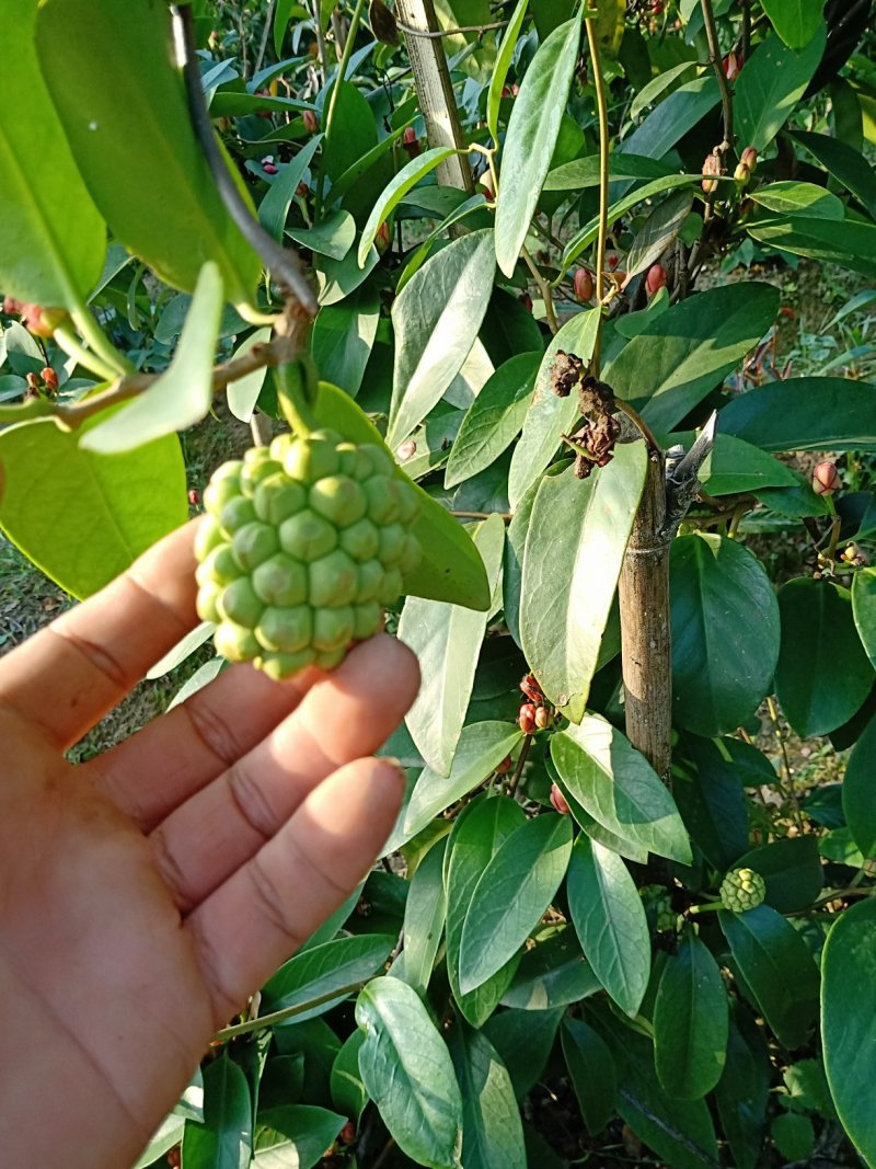 布福娜黑老虎苗带土营养杯发货成活率高