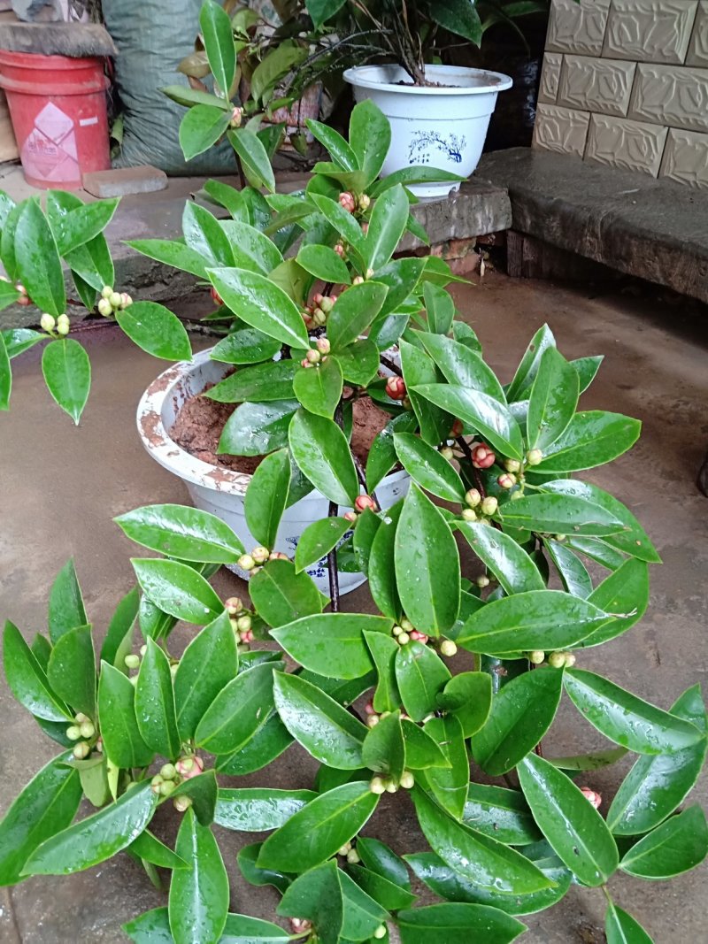 布福娜黑老虎苗带土营养杯发货成活率高