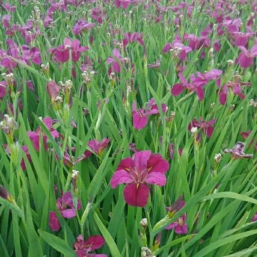 水生植物鸢尾