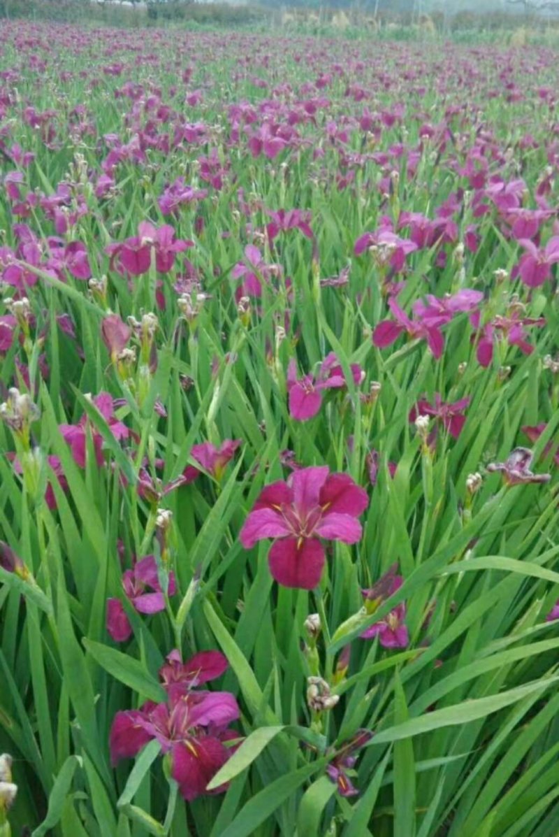 水生植物鸢尾