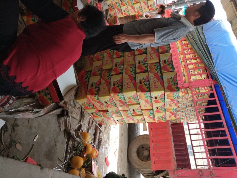瑞红甜瓜3斤统货