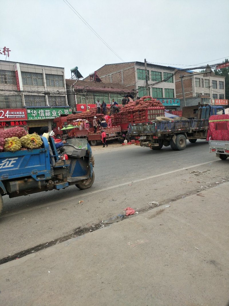 河南，精品，优质，大蒜大量供应代发全国各地质量保证