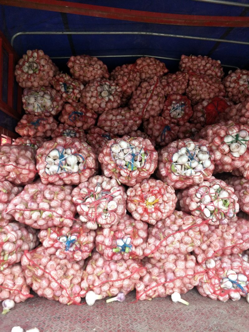 河南，精品，优质，大蒜大量供应代发全国各地质量保证