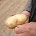 土豆,南阳黄心中暑荷兰沃土等品种齐全量大从优基地