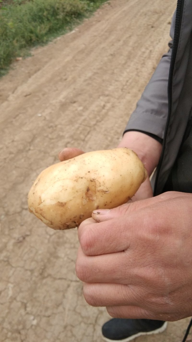 土豆，南阳黄心中暑荷兰沃土等品种齐全量大从优基地