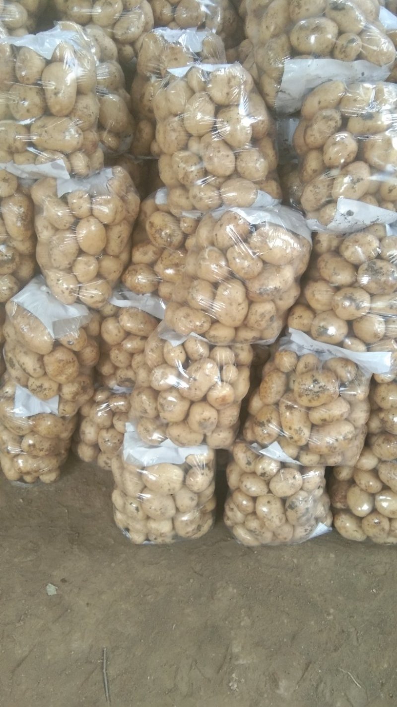 土豆，南阳黄心中暑荷兰沃土等品种齐全量大从优基地