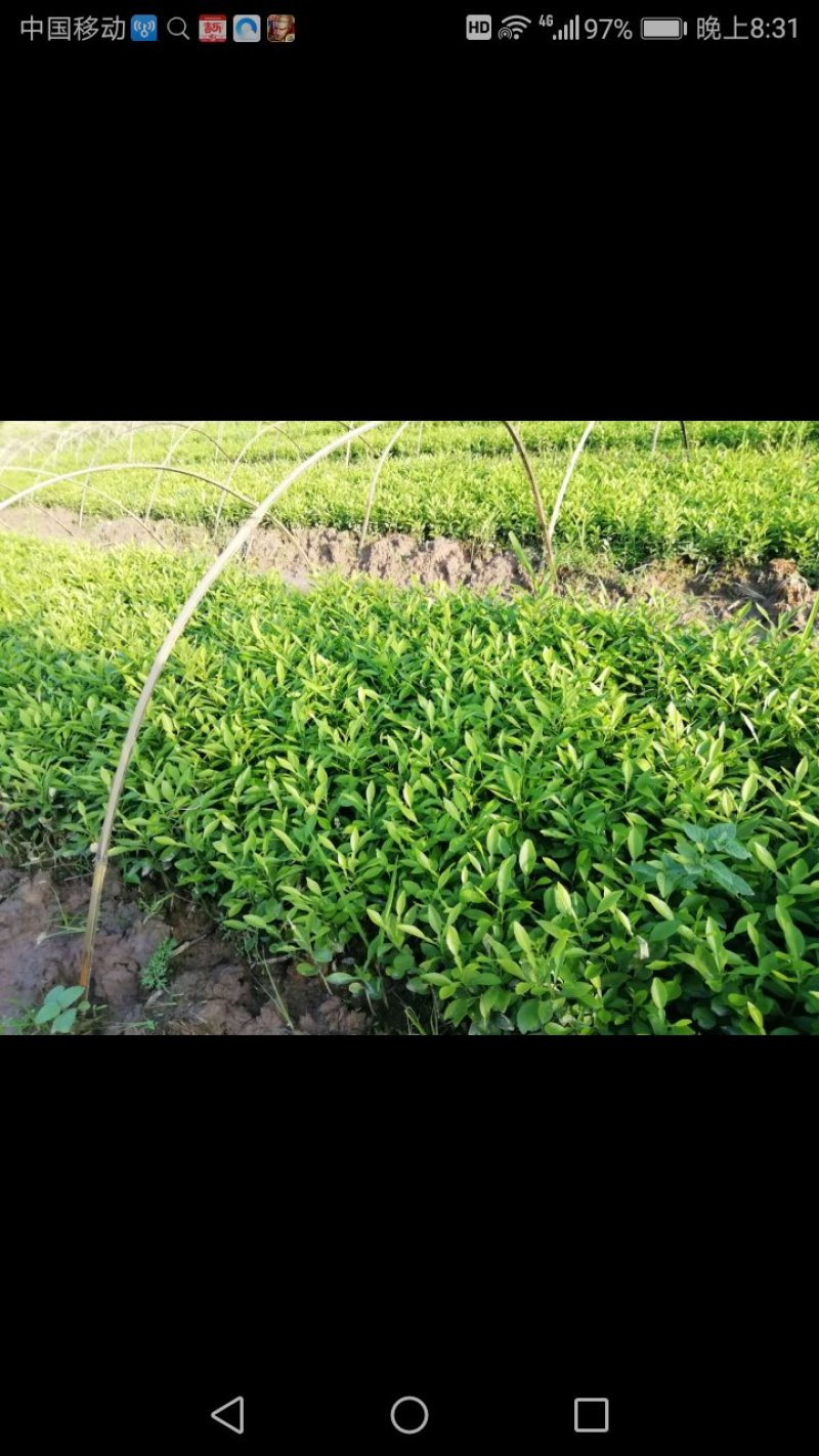 小叶软枝香橙苗。