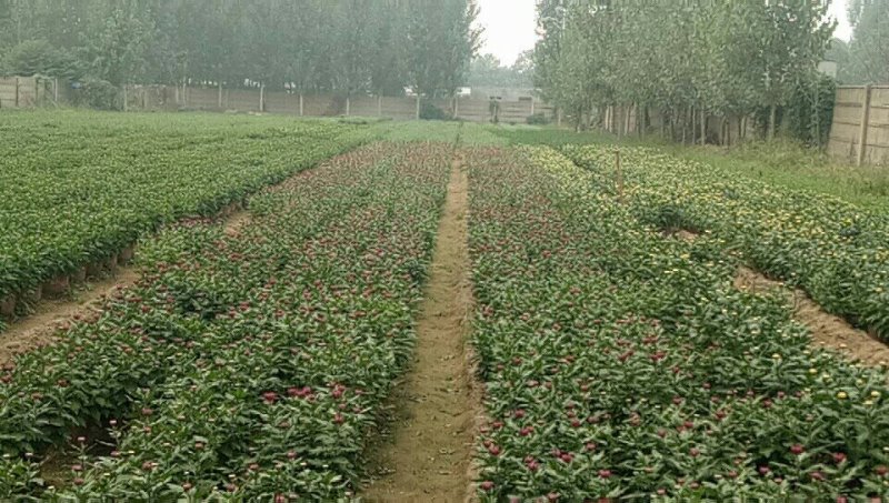 开封菊花