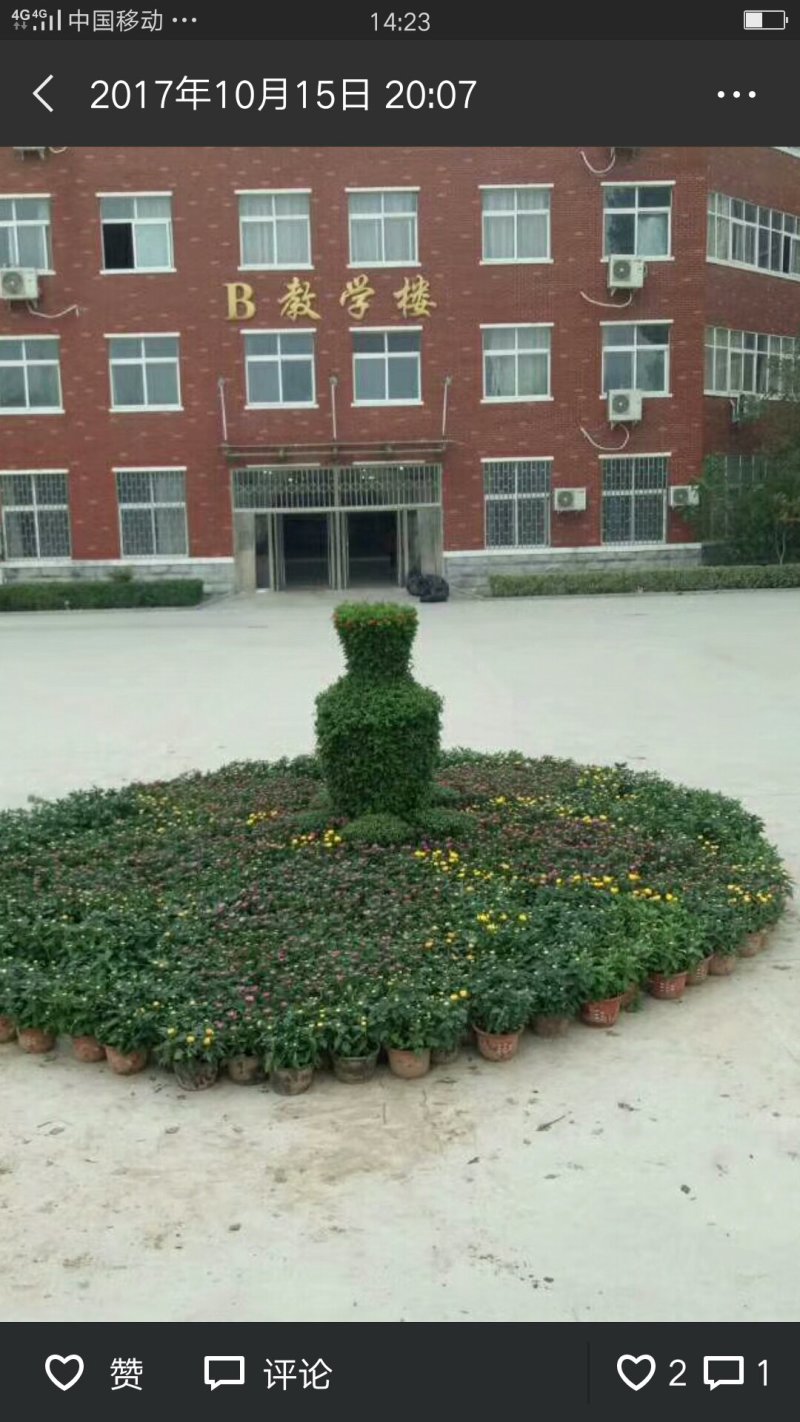 开封菊花