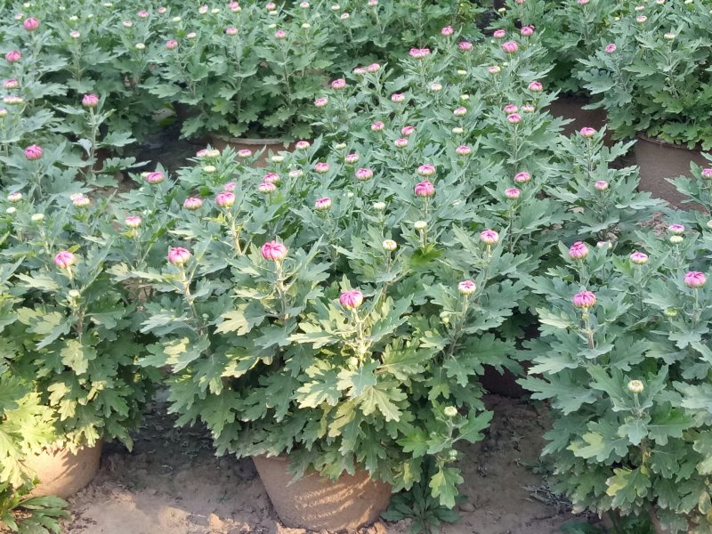 开封菊花