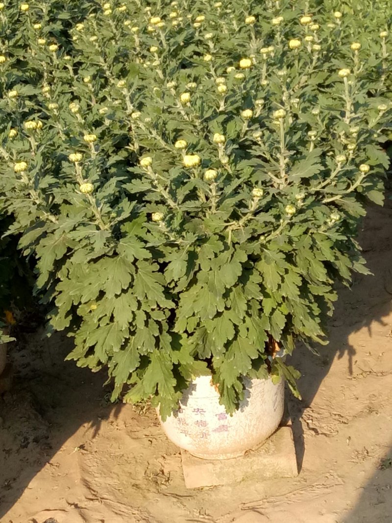 开封菊花