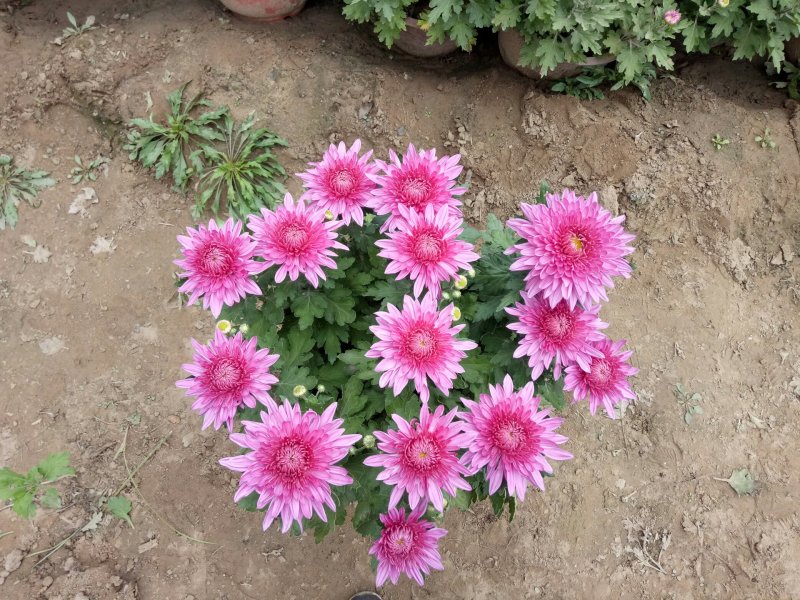 开封菊花